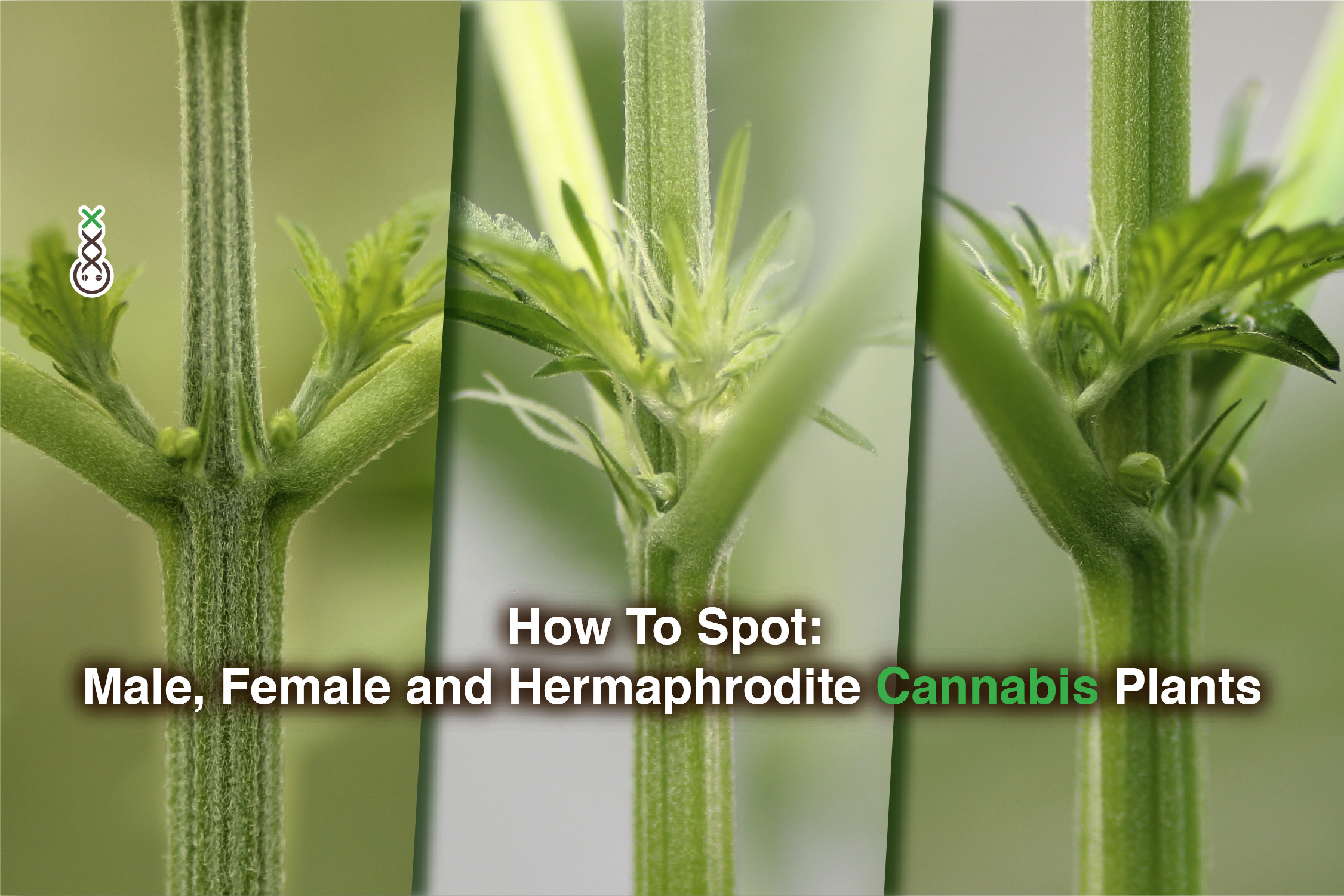 How To Spot: Male, Female and Hermaphrodite Cannabis