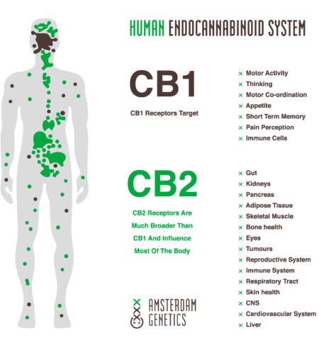Why CBG in Marijuana is necessary - Advanced Labs CBD