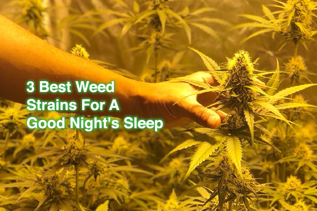 3 Best Cannabis Strains For A Good Night's Sleep Amsterdam