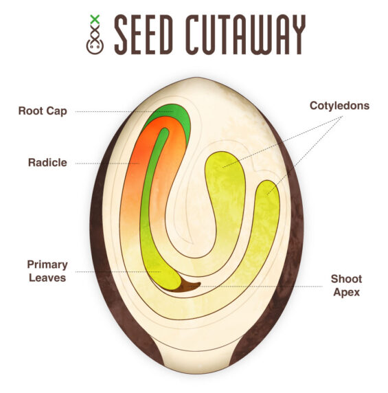 Cannabis Seeds: What Growers Should Know | Amsterdam Genetics