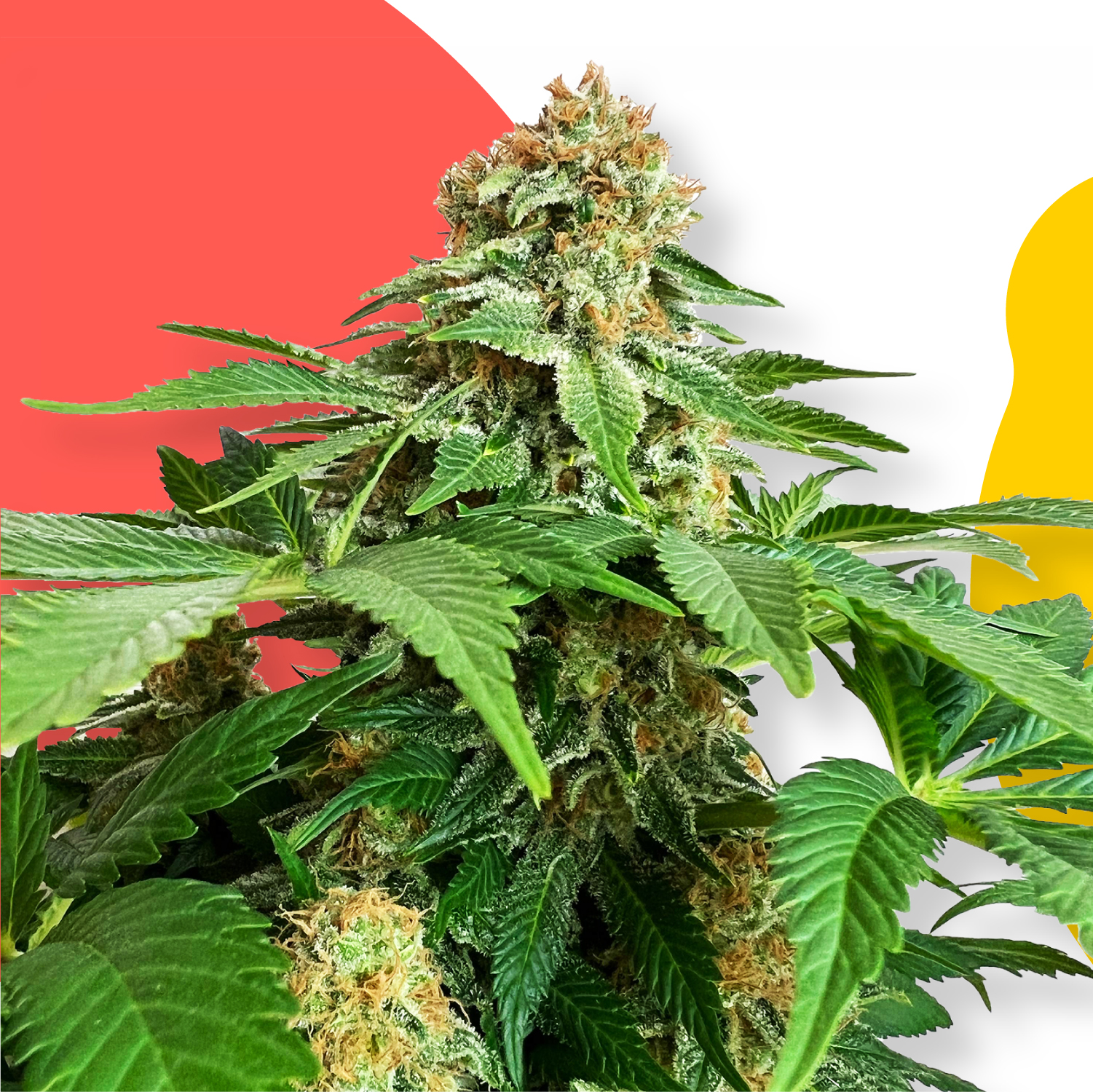 The Best Cannabis Fruit Strains Amsterdam