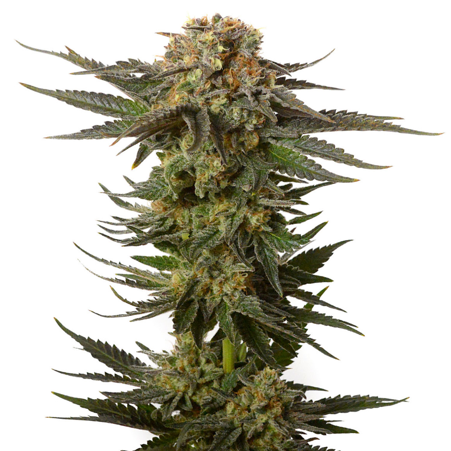 Amsterdam Genetics Moncherry Cannabis Seeds 