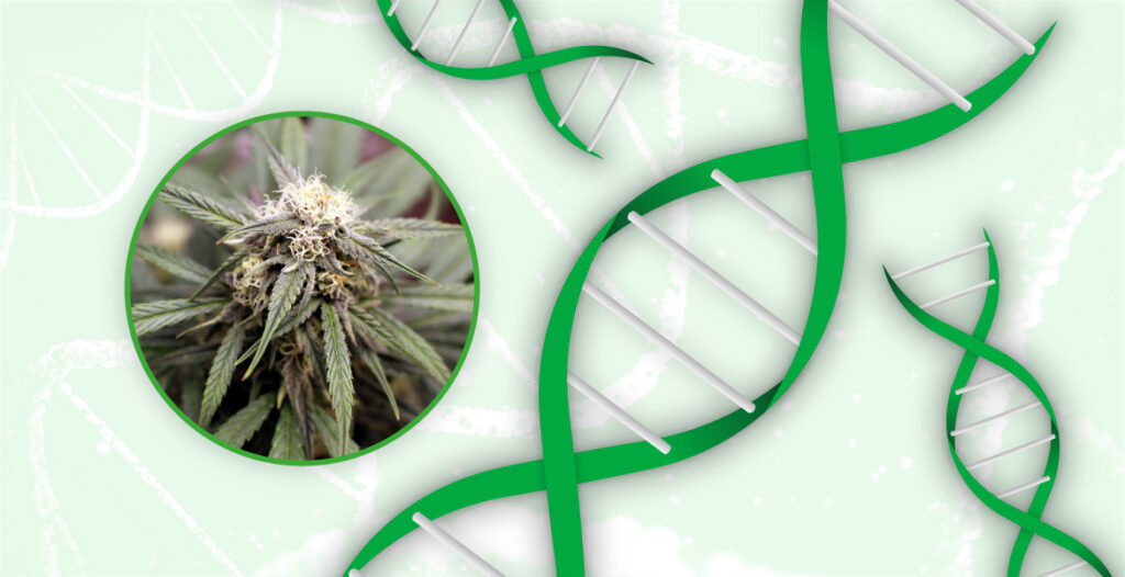 génétique cannabis landrace
