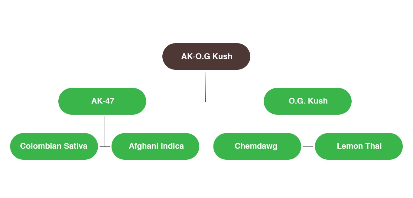 Árbol genealógico de la cepa de cannabis AK-OG Kush cariofileno 