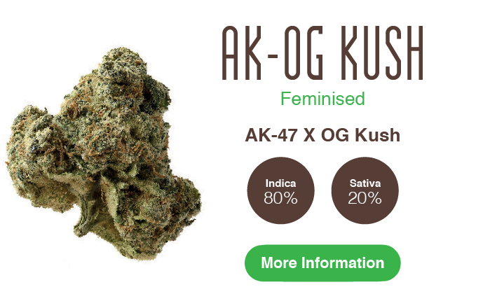 ak-og kush 