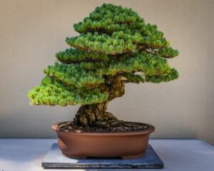 budsai bonsai cannabis