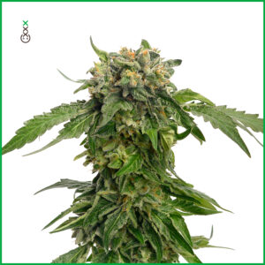 cannabis seeds stress relief