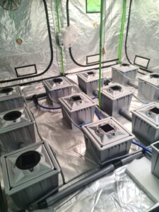 hydroponics cannabis kweken
