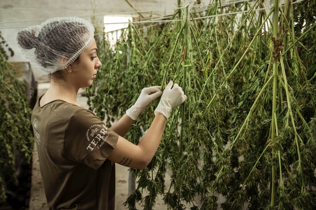 cannabis drying improve taste