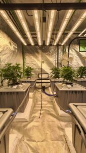  hydroponics cannabis