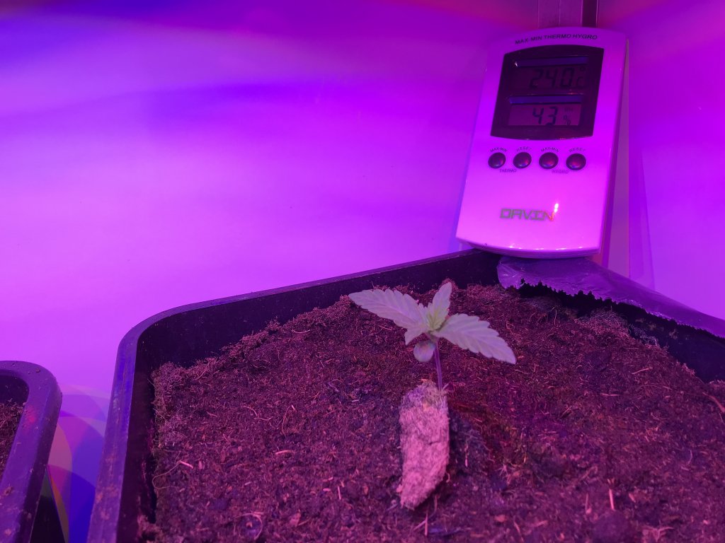 germinated cannabis seedling