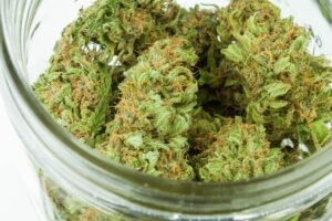 medische cannabis growen