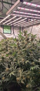 lumière arrosage plants de cannabis