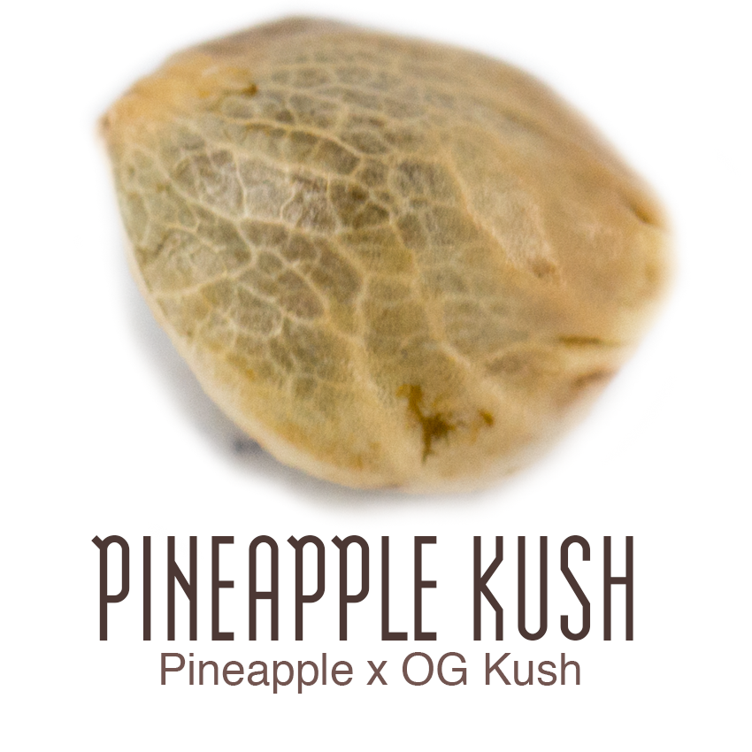 Pineapple Kush marijuana graines CBG