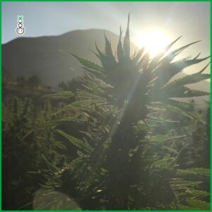 buiten cannabis growen