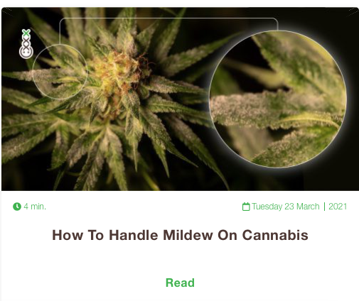 mildew cannabis