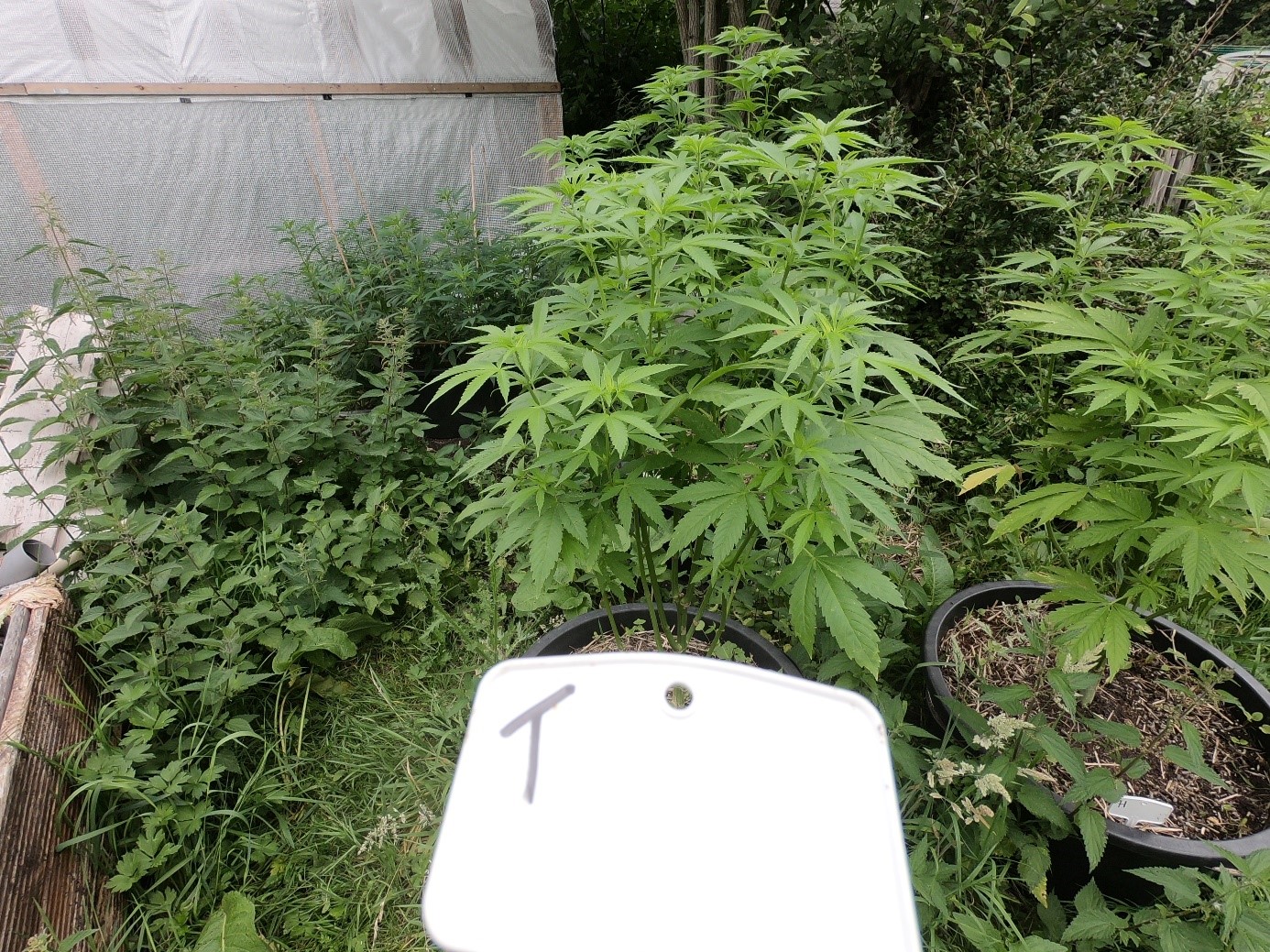 skyrocket cannabis outdoor