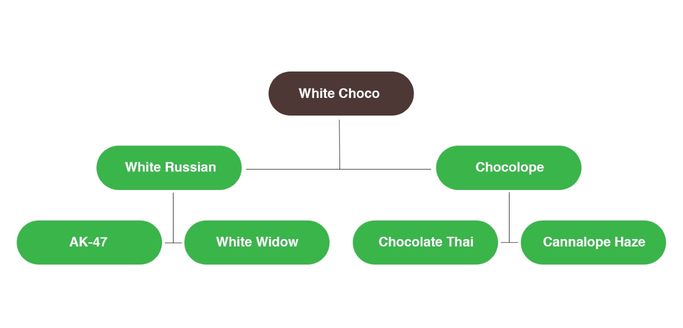 Árbol genealógico de la cepa de cannabis White Choco