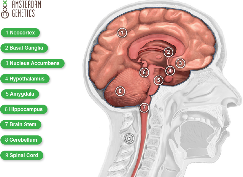 thc effects brain