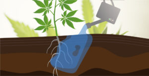 watering cannabis planys