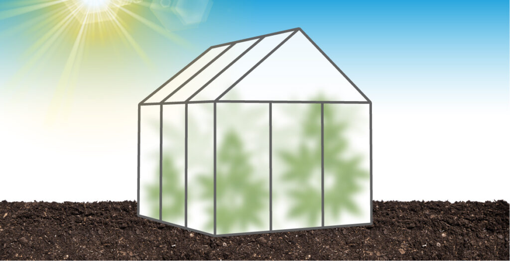 cannabis greenhouse protecting heat