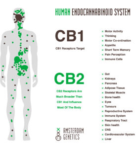 endocannabinoid system terpenes high