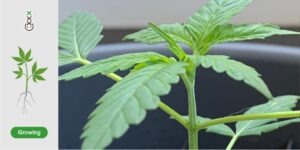 Comment le cannabis pousse à partir de la plantule