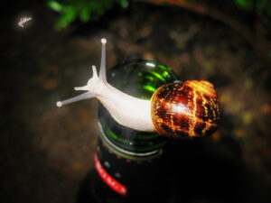 protect cannabis from snails and slugs with beer