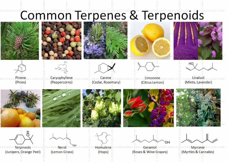 cannabis terpenes smell