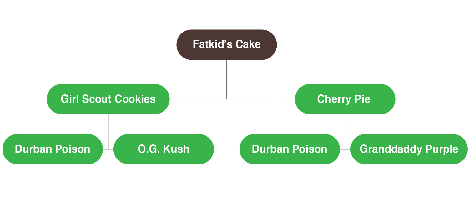 Fatkid's cake genetica