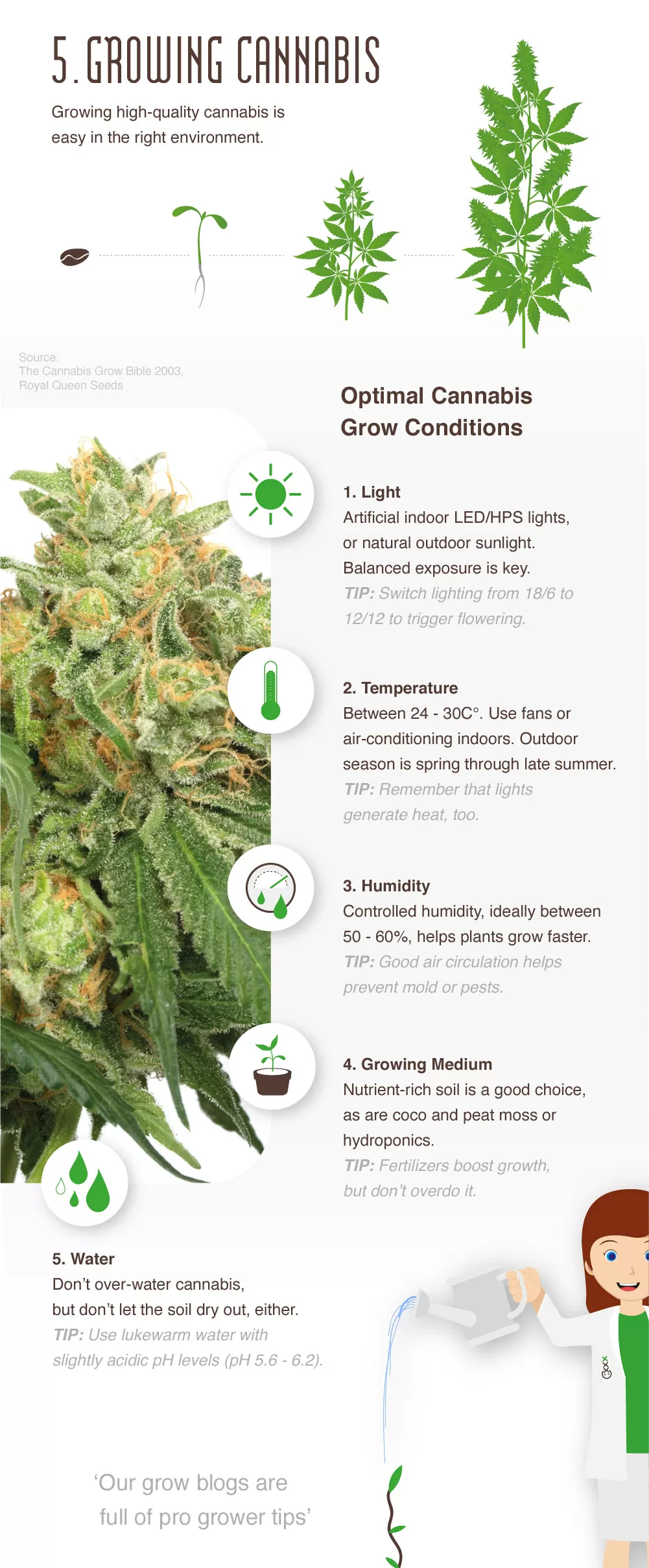 Cannabis Infographic And Related Blogs | Amsterdam Genetics