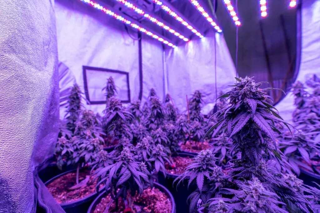 De Cannabis Grow Lampen | Genetics